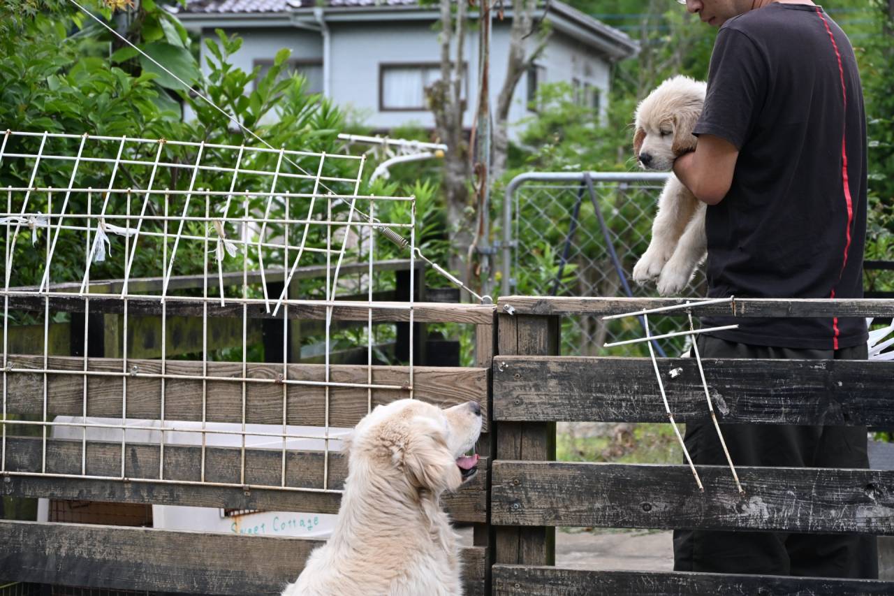 【アリスベビー】マグゴル7期生