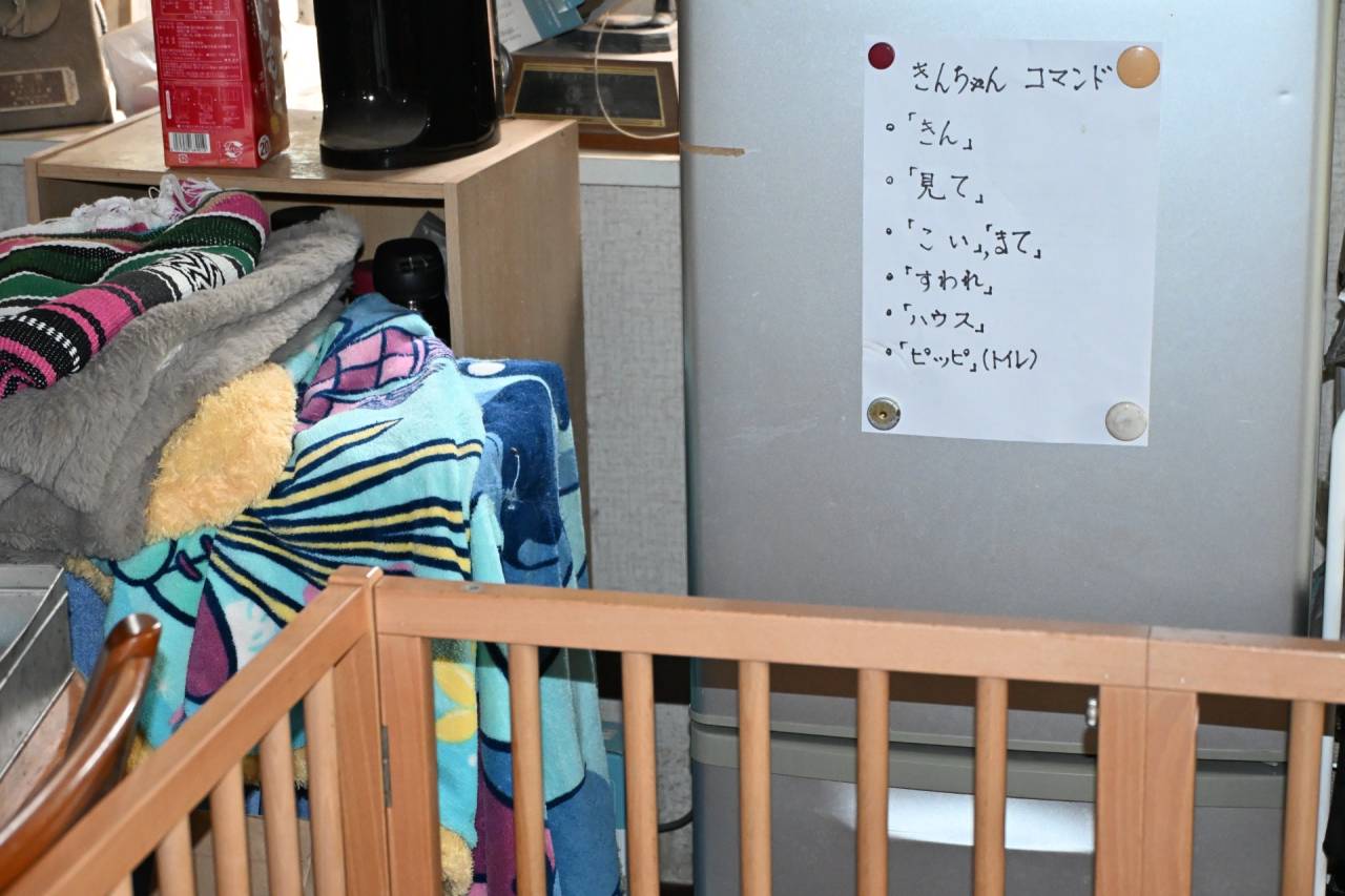 【きんちゃん】個別訓練開始