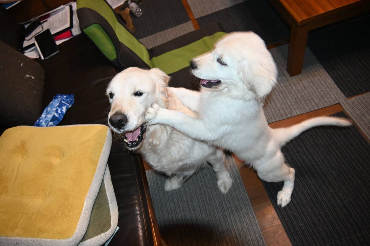 【ミーシャ子育て日記】犬慣れ