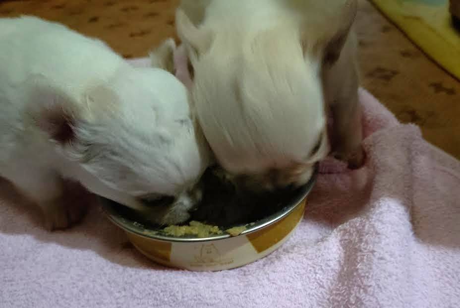 【今日のマグチワベビー】