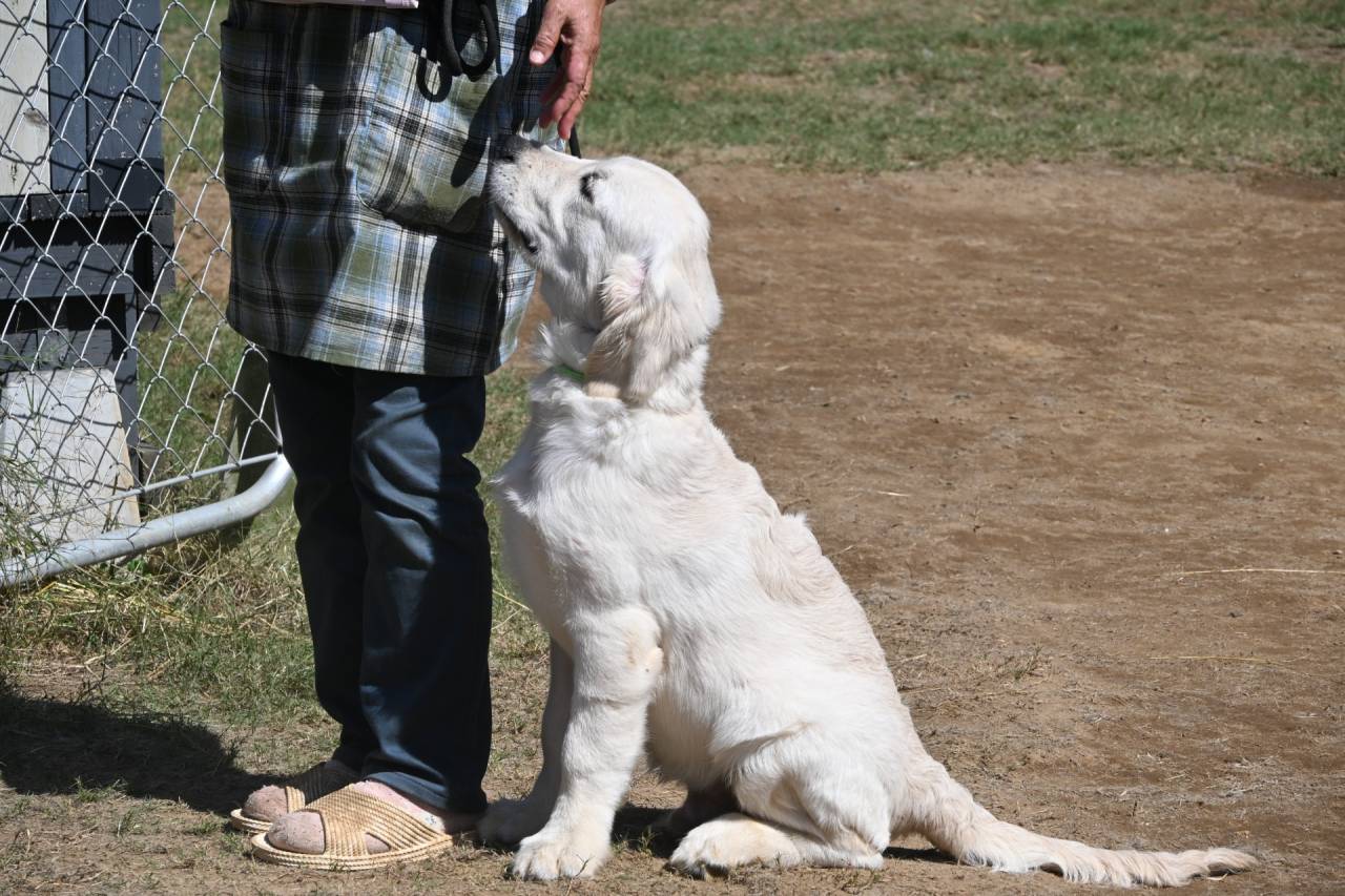 【マグゴルパピー】訓練