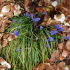 【庭日記】開花情報