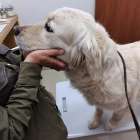 【マグゴル】アリス