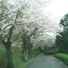 【桜の並木♬丘の道】通い慣れたる♪学び舎に♫