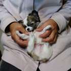 【マグチワ】まゆべビー　Ⅰ