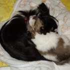 【マグチワ】まゆべビー　Ⅱ