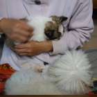 【マグチワ】まゆベビー＆吹雪