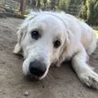 【久しぶり】おもち君