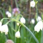 【庭日記】開花情報