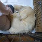 【アリス】出産