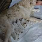 【アリス】出産　Ⅱ