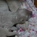 【今日のアリスベビー】不思議？