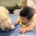 【まさしく】家族犬