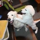 【ミーシャ子育て日記】犬慣れ