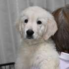 【凛＆マノンベビー】男の子